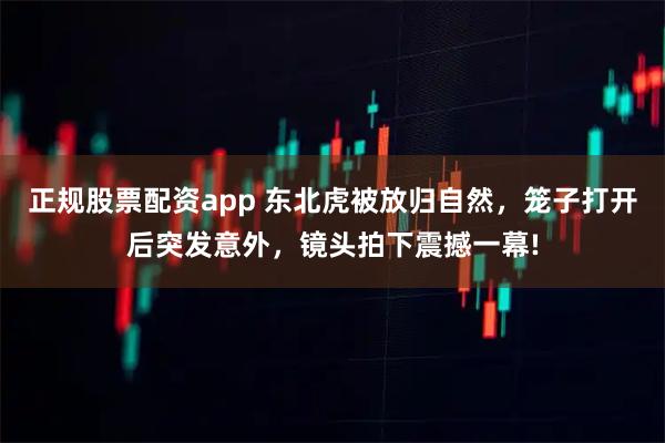 正规股票配资app 东北虎被放归自然，笼子打开后突发意外，镜头拍下震撼一幕!